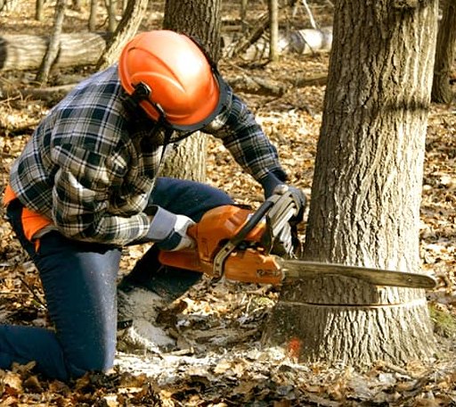 Tree Removal in Ellsworth, PA